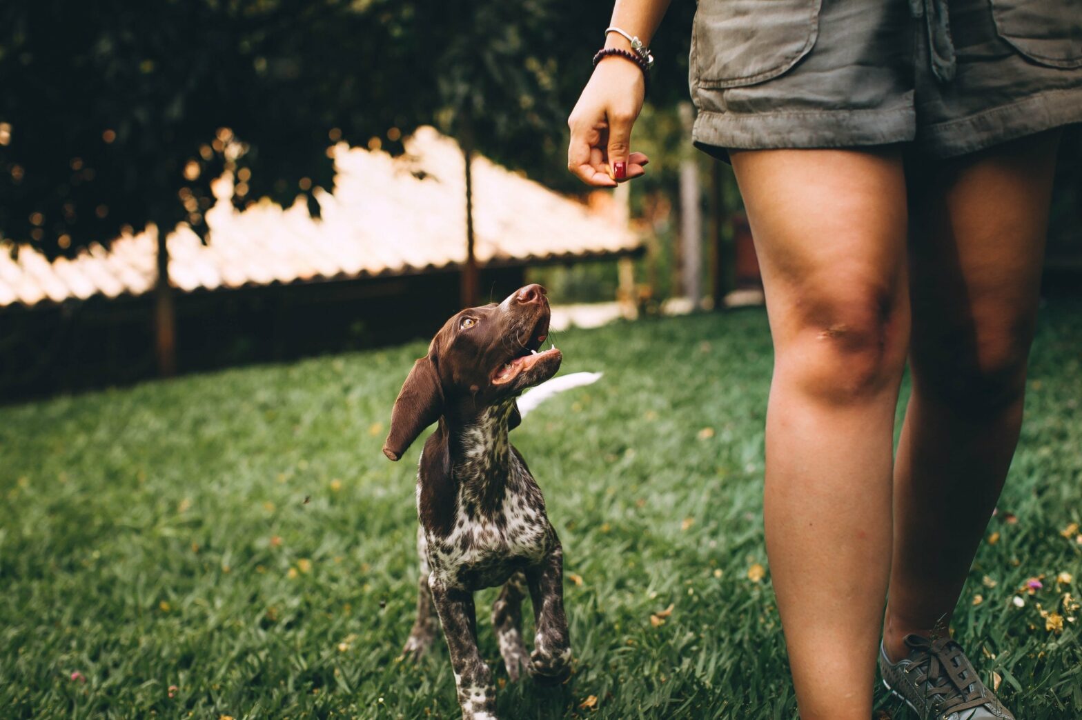 dog friendly vacation rentals